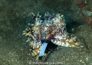 Cuttlefish Flamboyan
Lembeh strait
Nikon D800E , 105 ma... by Marchione Giacomo 